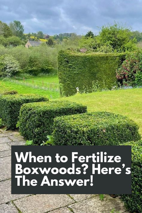 Maximize the Beauty of Your Boxwoods: Discover When to Fertilize for Optimal Growth! Unveil the secrets of boxwood care as we reveal the perfect timing for fertilization. Our in-depth guide provides valuable insights into the seasonal needs of boxwoods and the ideal nutrients to boost their health. From early spring awakening to late summer nourishment, we share expert tips on when and how to apply fertilizer for lush, vibrant foliage. IG Photo by: mcbeacham_ldscpgardener Boxwood Care, Green Velvet Boxwood, Japanese Boxwood, Box Wood Shrub, Boxwood Plant, Boxwood Hedge, Spring Awakening, What To Use, Perfect Timing