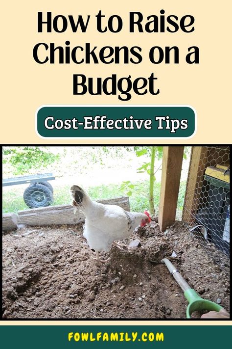 How to Raise Chickens on a Budget How To Raise Chickens, Chicken Keeping, Budget Advice, Raise Chickens, Coop Design, Raising Backyard Chickens, Perfect Chicken, Backyard Chickens, Chicken House