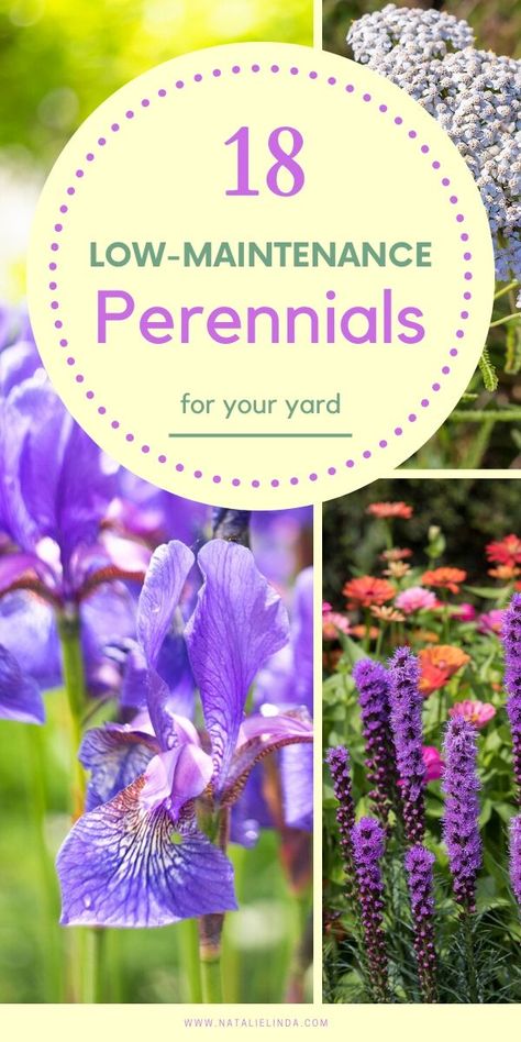 Low Maintenance Perennials, Beginners Landscaping, Vertical Vegetable Garden, Types Of Herbs, Vertical Herb Garden, Backyard Gardening, Low Maintenance Landscaping, Low Maintenance Garden, Wildflower Garden