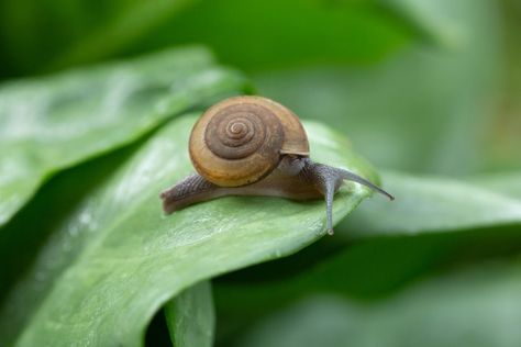 8 Safe Ways to Get Rid of Garden Snails & Slugs - Garden Design Grub Worms, Soaker Hose, Growing Bulbs, Snails In Garden, Hosta Plants, Garden Solutions, Perennial Shrubs, Better Homes And Garden, Plant Information