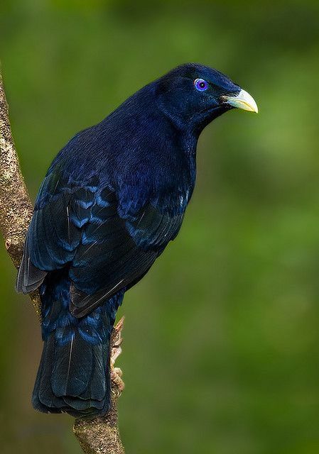 Satin Bowerbird (Ptilonorhynchus violaceus) Australia Satin Bowerbird, Bower Bird, Birds Of Australia, Flowering Tree, Amazing Birds, North Queensland, Flying Birds, Australian Birds, Birds And Butterflies