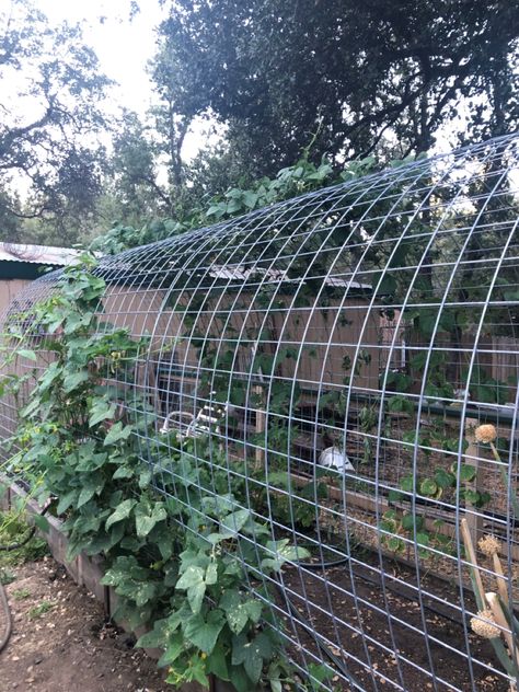 Another view of beans! When cold weather comes, we will cover the tunnel with plastic to extend our growing season. Bean Tunnel, Green Space, Home Projects, Cold Weather, Holland, Heavy Duty, Outdoor Structures, Plants, Green