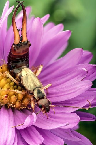 Common earwig@@ Weird Insects, Earwigs, Insect Photography, Spider Mites, A Bug's Life, Beautiful Bugs, Arthropods, Creepy Crawlies, Arachnids