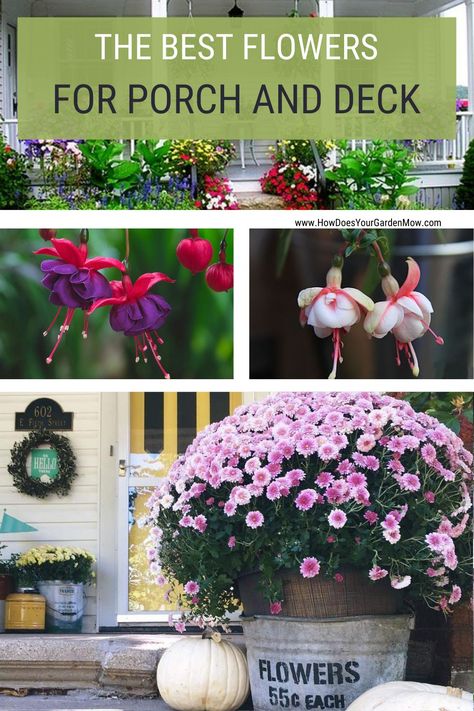 Best potted flowers for porch and deck areas. Deck flowers. Porch flowers. Potted flowering plants. #deckflowers #porchflowers #deckplants #porchplants #pottedplants #floweringpottedplants #floweringpottedplantsforporch #floweringpottedplantsfordeck Flowers For Porch, Best Flowers For Pots, Plants In Planters, Deck Gardens, Flowers For Pots, Best Potted Flowers, Deck Flowers, Double Impatiens, How To Plant Flowers