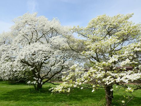 Cornus Alba, Dogwood Tree, Concrete Resurfacing, Tree Growth, Dogwood Trees, Foundation Planting, Pebble Mosaic, This Old House, Sandy Soil