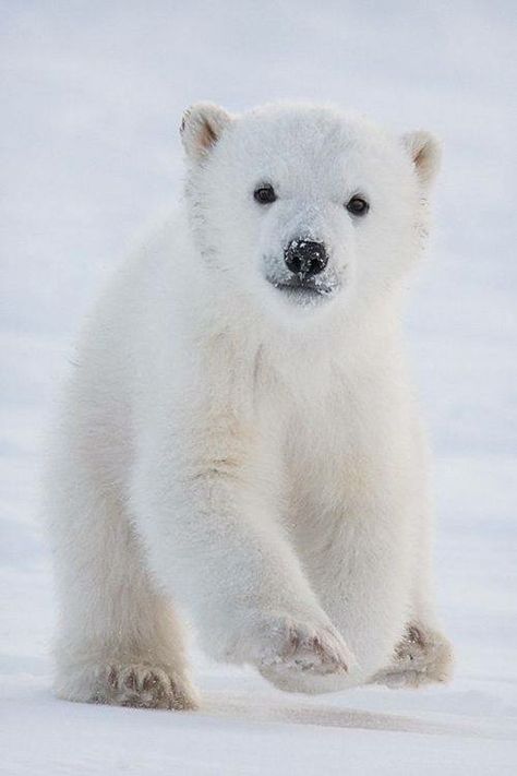 Omg! so cute! Baby Polar Bears, Bear Cubs, Polar Bears, Sweet Animals, Animal Photo, Funny Animal, 귀여운 동물, Animals Friends, Beautiful Creatures