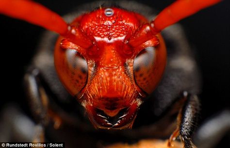 The red face and eyes of an exotic wasp species found in Manilla Red Wasps, Macro Fotografie, Creature Reference, Macro Photography Insects, Macro Pictures, Garden Bugs, Cool Bugs, Drawing Animals, A Bug's Life