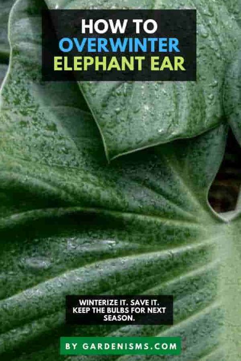 How to Overwinter Elephant Ears (Complete Guide) - Gardenisms How To Winterize Elephant Ears, How To Overwinter Elephant Ears, Elephant Ears Garden, Elephant Ears Plants, Elephant Ear Flower, Elephant Ear Plant Care, Elephant Ear Bulbs, Elephant Plant, Growing Bulbs