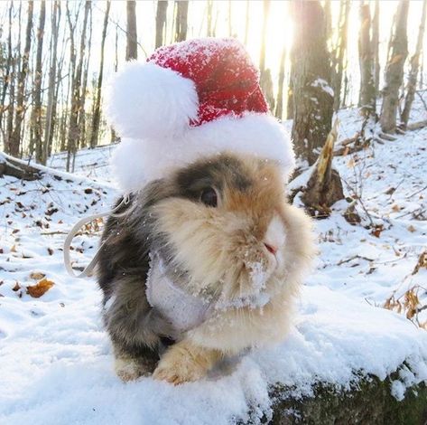 Bunny rabbits rocking Christmas costumes | allthestufficareabout.com bunny and Christmas images, pictures involving Santa Claus and bunnies, best bunny winter photoshoot ideas, pets and Christmas, pets and winter, bunny as santa clous, rabbit with snow, rabbit outdoors in winter, cute photoshoot ideas with bunnies in winter, christmas photoshoot with bunny beautiful bunny in santa costume, bunny raindeer, bunnies costumes Cute Photoshoot Ideas, Winter Photoshoot Ideas, Cutest Bunny Ever, Christmas Baby Pictures, Sleeping Bunny, Christmas Bunny, Clever Halloween Costumes, Bunny Costume, Bunny Rabbits