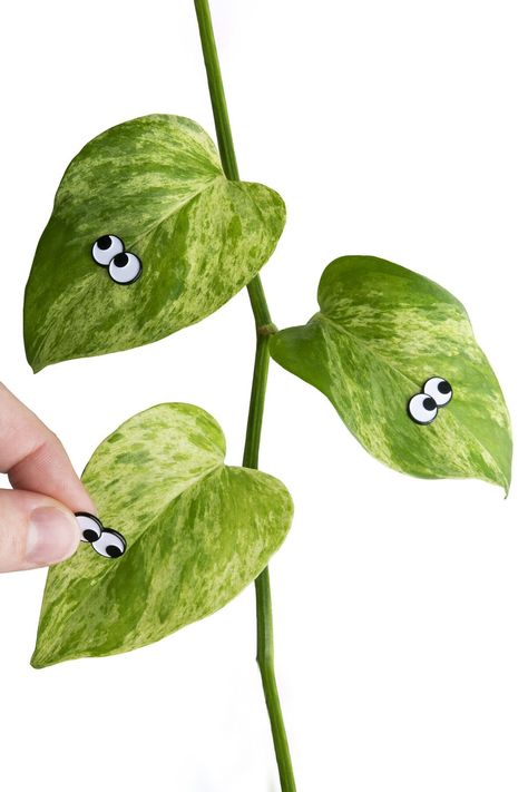 Give your boring houseplants some much needed personality with these cool new Googly Eyes Plant Magnets. Lowlight Plants, Plant Magnets, Plants Propagation, Magnetic Personality, Vining Plants, Gift Shop Ideas, Google Eyes, Plants Hanging, Plants House