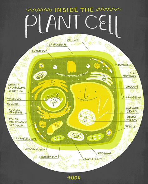 CELLS — Rachel Ignotofsky Design Rachel Ignotofsky, Cell Anatomy, Biology Humor, Cell Organelles, Cell Structure, Biology Notes, Plant Cell, Plant Science, Animal Illustrations