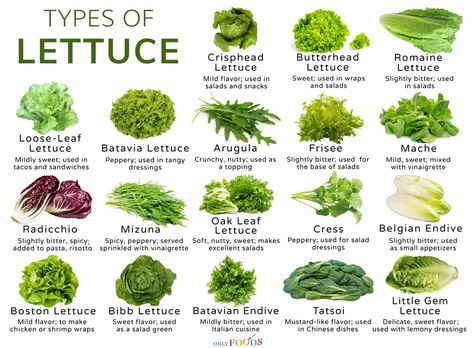 How many types of lettuce are there, their list with uses in salads, wraps, sandwiches, and burgers, their pictures Lettuce Varieties, Meal Salads, Types Of Lettuce, Types Of Salad, Scar Remover, Salad Wraps, Salad Leaves, Food Production, Types Of Vegetables