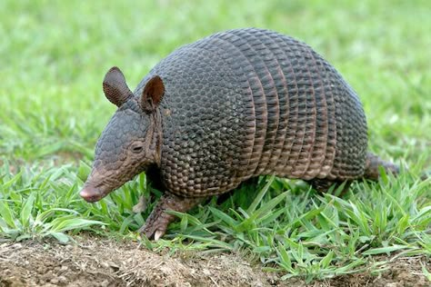 Armadillo Trap, Armadillo Animal, Pink Fairy Armadillo, Fairy Armadillo, Nature Tank, Musk Ox, Under Decks, Extinct Animals, Beautiful Creatures