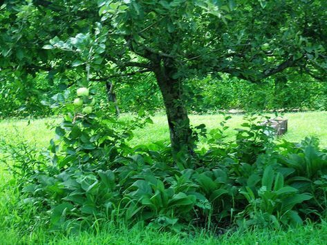 .Comfrey in the Apple Orchard | . An underplanting of comfre… | Flickr Garden With Trees, Planting Fruit, Designing A Garden, Planting Fruit Trees, Food Forest Garden, Orchard Garden, Four Winds, Permaculture Gardening, School Garden