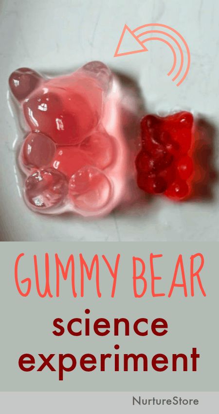 Let’s use gummy bears for a sweet science experiment and learn how osmosis works.     Growing gummy bears science experiment to show osmosis In this simple science experiment using candy, we’re using gummy bears to show osmosis. This gummy bear science lesson: :: introduces children to the scientific method :: invites them to make … Gummy Bear Science Experiment, Candy Science Experiments, Science Experiments Kids Elementary, Science Experiments Kids Easy, Candy Science, Science Experience, Science Experiment For Kids, Experiment For Kids, Science Week