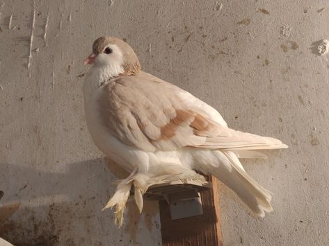 Classic Old Frill Pigeon, Fluffy Pigeon, Brown Pigeon, Lahore Pigeon, Fancy Pigeon, Pet Pigeon, Dove Pigeon, Pretty Animals, Silly Animals