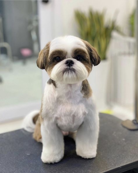 Teddy Haircut, Corte Shitzu, Shitzu Haircuts, Shitzu Dogs Haircuts, Shih Tzu Puppy Training, Dog Grooming Shih Tzu, Shih Tzu Puppy Cut, Shih Poo Puppies, Shih Tzu Haircuts