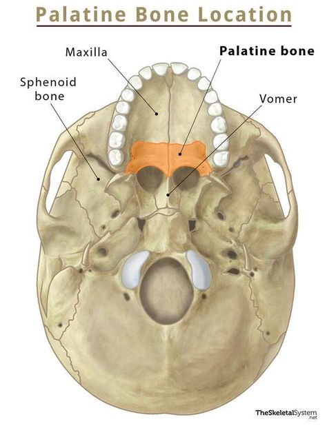 Palatine Bone, Anatomy Stickers, Bone Anatomy, Skeletal System, Anatomy And Physiology, Skeletal, Anatomy, Bones, Quick Saves