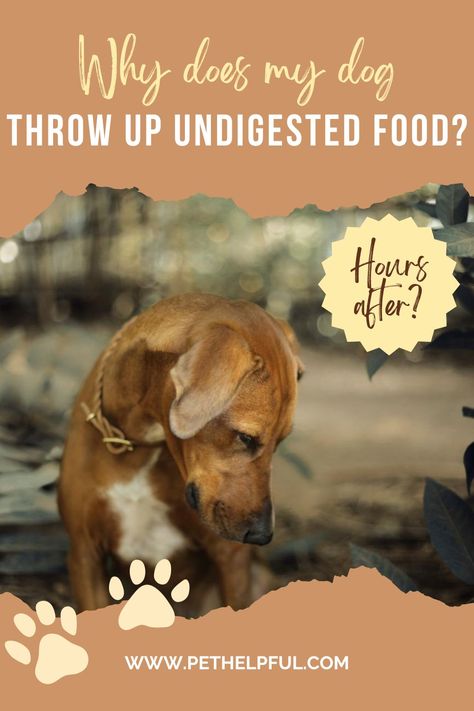 Why do dogs throw up undigested food after eating and what you can do to help them? Learn about the causes, symptoms, and treatments of regurgitation, vomiting, and other digestive disorders in dogs. What Dogs Cant Eat, Foods Dogs Cant Eat, Food Aggression In Dogs, Dog Upset Stomach Remedies, Upset Stomach Food, Dog Throwing Up, Dog Upset Stomach, Make Dog Food, Elderly Dogs