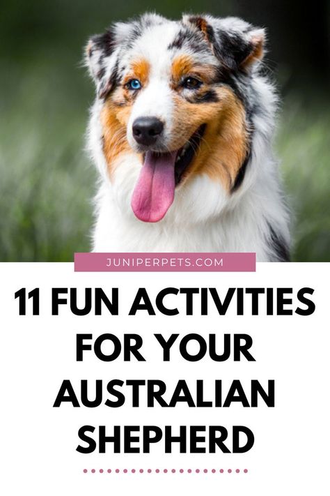 How To Train An Australian Shepherd, Australian Shepherd Agility, Training Australian Shepherd Puppy, Australian Shepherd Puppy Training Tips, Toy Aussie Shepherd, Mini Aussie Shepherd, Australian Shepherd Training, Mini Aussie Puppy, Stimulating Activities