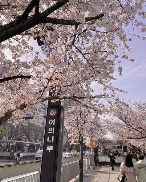 Pink Aesthetic Icon, Spring Korea, Cute Pink Aesthetic, Korea Summer, Fun Beauty Products, Sakura Wallpaper, Japan Cherry Blossom, Cherry Blossom Trees, Japan Sakura