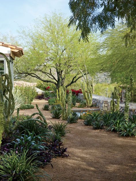 I like the gravel pathway bordered by the leafy green plants Arizona House Plans, Xeriscape Backyard, Phoenix Landscaping, Southwest Patio, Desert Landscape Front Yard, Arizona Landscaping, Arizona Ranch, Southwest Garden, Desert Landscaping Backyard