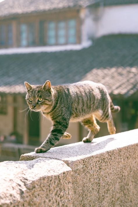 Cat Walking Front View, Walking Front View, Cats Walking, Cat References, Cat Walking, Persian Cats, Cat Reference, Cat Stories, Super Cute Animals