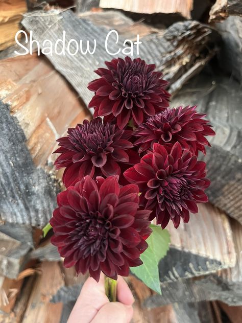 Burgundy Dahlia Bouquet, Dahlia Flower Aesthetic, Dahlia Flower Arrangements, Burgundy Dahlia, Dahlia Bouquet, Build Design, Dahlia Tubers, Goth Wedding, White Picket Fence