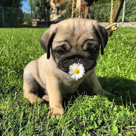 Cute Pug Aesthetic, Pet Pug, Cute Pug Puppies, Baby Pugs, Very Cute Dogs, Animal Cute, Pug Puppies, Cute Pugs, Cute Funny Dogs