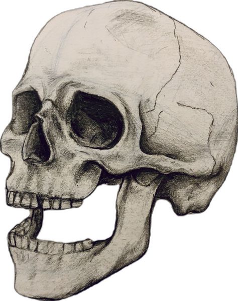 Skull Cutout, Drawing Skull, Skull Drawing, Pencil Drawing, Pencil Drawings, Pencil, Drawings