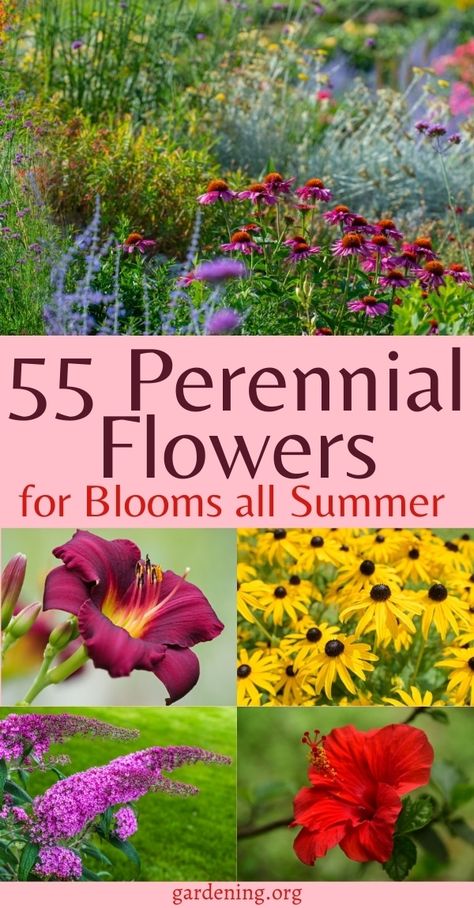 Easy Plants For Landscaping Front Yards, Endless Bloom Perennial Garden, Perinneals That Bloom All Summer, Flowers Along Fence Line, Perennials That Bloom All Summer Long, Kansas Perennials, Midwest Landscaping Ideas, Best Flowers For Vegetable Garden, Perennials That Bloom All Summer