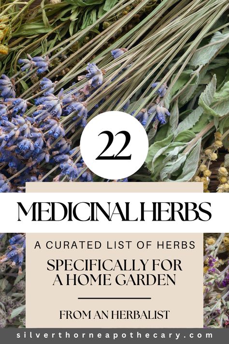 Dive into our meticulously curated list of 22 medicinal herbs specifically for home gardens and beginners, meant to cover a wide range of needs. Transform your garden into a pharmacy.
​how to plant an herb garden, herb garden, herbs for a garden, herbs to grow, herb garden plants. herbs, herbalism, home herbalism, beginner herbalism, Herbal Vinegar, Tea For Colds, Herbal Education, Digestive Juice, Lungs Health, Adaptogenic Herbs, Garden Herbs, Bee Balm, Holy Basil