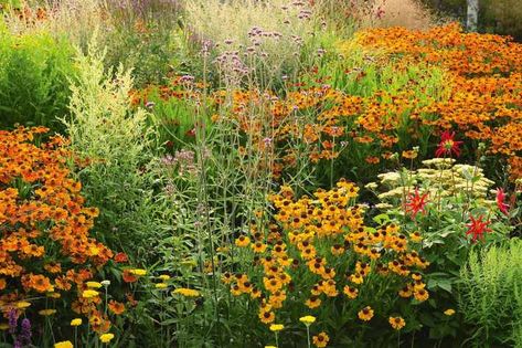 Red Yellow Orange Flower Garden, Yellow Perennials, Orange Plants, Garden Mum, Plants Uk, Garden Flower Beds, Orange Plant, Orange Garden, Healing Garden