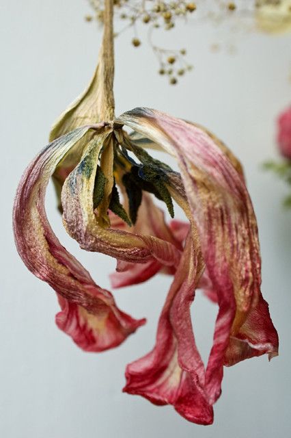 Decay Art, Wilted Flowers, Growth And Decay, Illustration Botanique, Dried Flower Bouquet, Natural Forms, Flower Photos, Flowers Photography, Botanical Art