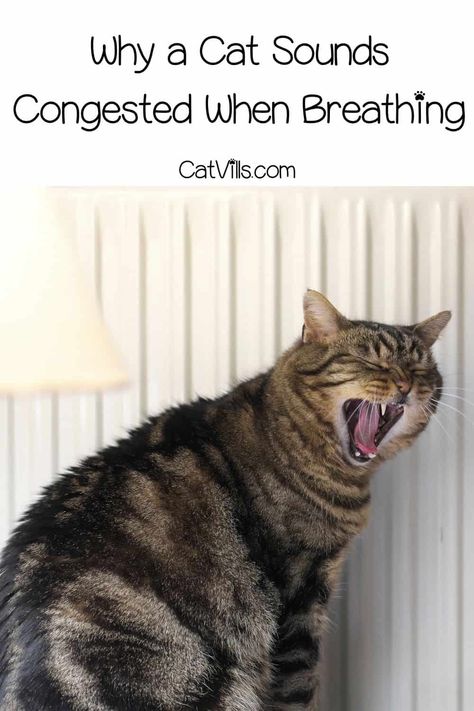 Has your cat been making strange noises? It could be due to congestion. Check out these 16 POSSIBLE CAUSES for why your cat sounds congested when breathing. Cat Sounds, Cat Remedies, Cat Health Remedies, Cat Behavior Problems, Cat Communication, Cat Health Problems, Internet Cats, Cat Nose, Cat Health Care