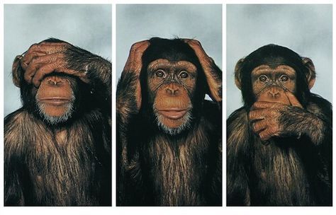 See No, Hear No and Speak No Evil!  Chimpanzee style! Ster Tattoo, Peter Max Art, Japanese Tattoos For Men, Types Of Monkeys, Lotus Tattoo Design, Monkey Tattoos, Three Wise Monkeys, Monkey Pictures, Wise Monkeys