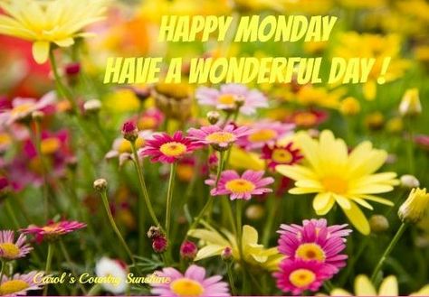 Happy Monday quote via Carol's Country Sunshine on Facebook Types Of Daisies, Tall Indoor Plants, Perennial Ground Cover, Lucky Plant, Seaside Garden, Drought Resistant Plants, Best Perennials, Image Film, Flowers Perennials