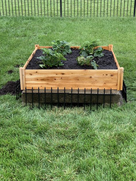 Covered up a 4X4 storm drain with a Strawberry patch. It looks much better! Storm Drain Landscaping, Storm Drain Cover Ideas, Drain Covers Outdoor, Sewer Drain Cover Ideas, Outdoor Drain Cover Ideas, Drain Cover Ideas Garden, Septic Tank Covers, City Backyard, Patio Renovation