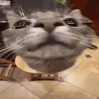 Animated GIF - Find & Share on GIPHY Yuh Huh, Animated Pfp, Car Cat, Funny Looking Cats, Relatable Meme, Cat Icon, Funny Drawings, Cats Funny, Cute Cat Gif