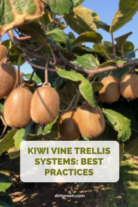 Discover the best trellis systems and techniques for supporting and training your kiwi vines for optimal growth and fruit production. #kiwivinestrellis #trellistechniques #fruitvine Growing Kiwi Vines, Kiwi Berry Trellis, Kiwi Trellis Ideas, Kiwi Plant Trellis, Kiwi Trellis, Kiwi Growing, Hardy Kiwi, Kiwi Vine, Kiwi Berries