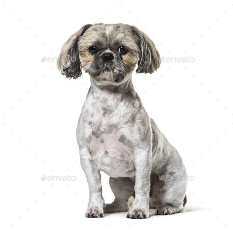 Sitting Shi-tzu dog, isolated on white by Lifeonwhite. Sitting Shi-tzu dog, isolated on white #AD #tzu, #Shi, #Sitting, #dog Lhasa Apso Puppies, Shih Tzu Haircuts, Best Small Dogs, Dog Remedies, Sitting Dog, Puppy Cut, Lhasa Apso, Ear Hair, Shih Tzus