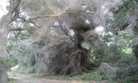 The Giant Spider Web that Swallowed Up Trees in Texas Edgar Mueller, Danxia Landform, Texas State Parks, Landform, Giant Spider, Nyan Cat, Toyama, Park Ranger, Weird Animals