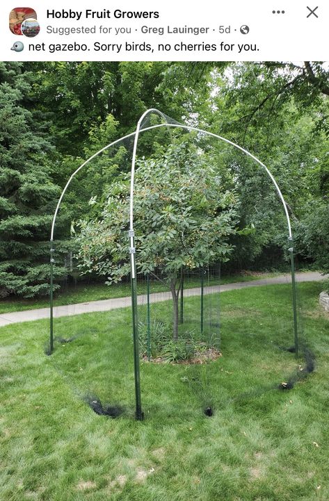 Bird Netting For Fruit Trees, Fruit Tree Netting, Fruit Tree Netting Ideas, Trees Backyard, Design A Garden, Fruit Cage, Small Garden Ideas, Garden Netting, Grow Food