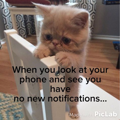 When you look at your phone & see you have no new notifications... Iphone Drawing, Cat Wearing Glasses, Possom Memes Funny, Fox Memes Funny, Nightmare Before Christmas Wallpaper, Funny Phone Cases Memes, Squirrel Memes, Cute Cat Wallpaper, Cat Wallpaper