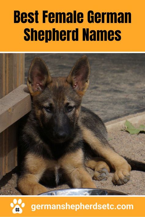 German Shepherd Puppy Dog Names For German Shepards, German Shepherd Names Female, German Shepherd Dog Names, Alsatian Puppy, German Dog Names, German Shepherd Female, German Shepherd Must Haves, Puppy Girl Names, German Shepard Name