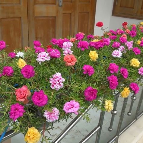 Balcony Pots Ideas, Portulaca Flowers Planting Ideas, Portulaca Flowers Ideas, Simple Flower Bed Ideas, Chic Balcony, Portulaca Flowers, Balcony Garden Ideas, Beautiful Flower Garden, Balcony Flowers