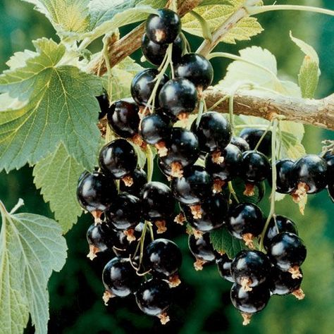 Black Currant Plant, Currant Plant, Currant Bush, Cherry Plant, Ginger Plant, Berry Plants, Growing Grapes, Starter Plants, Black Currant