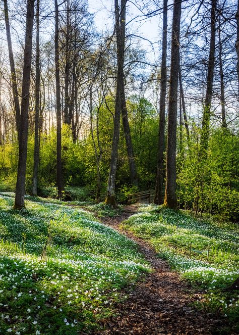 🇸🇪 Path in the woods (Värmland, Sweden) by Peter Nilsson cr. Spring Woods, Path In The Woods, Spring Scenery, Natures Path, Wanderlust Photography, Beautiful Landscape Photography, End Of Winter, Spring Landscape, Skyline Art