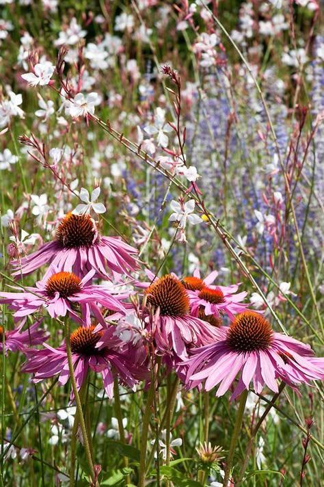 Echinacea purpurea 'De Donkeute Steel' against a background of Gaura lindheimeri 'Whirling Butterflies', mid August. Gaura Plant, Whirling Butterflies, Autumn Clematis, Prairie Garden, Dry Garden, Echinacea Purpurea, Butterfly Bush, Wildflower Garden, Plant Combinations