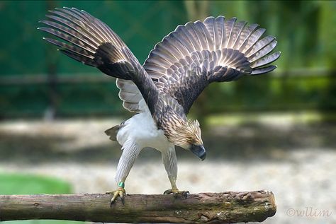 Philippine eagle by wllim, via Flickr Steller's Sea Eagle, Philippine Eagle, Eagle Artwork, Dragon Bird, Animal Meanings, Sea Eagle, Amazing Animal Pictures, Eagle Tattoos, Eagle Art